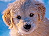 Snow Puppy -- Free Winter wallpapers -- Yahoo! Greetings wallpapers