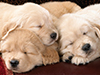 Long Winter's Nap -- Free Winter wallpapers -- Yahoo! Greetings wallpapers