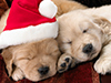Christmas Puppies -- Free Christmas wallpapers -- Yahoo! Greetings wallpapers