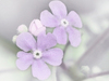 Spring Blossoms -- Free Spring wallpapers -- Yahoo! Greetings wallpapers