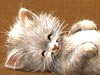 Contented Kitty -- Free Cat wallpapers -- Yahoo! Greetings wallpapers