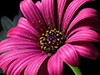 In the Garden -- Free Christian wallpapers -- Yahoo! Greetings wallpapers