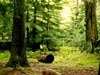 Heart of the Forest -- Free United States Vacation wallpapers -- Yahoo! Greetings wallpapers