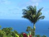Lush Vegetation -- Free Hawaii wallpapers -- Yahoo! Greetings wallpapers