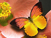 Petals and Butterfly -- Free Flower Photo wallpapers -- Yahoo! Greetings wallpapers