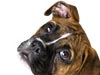 Boxer -- Free Dog wallpapers -- Yahoo! Greetings wallpapers