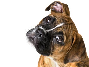 Boxer+dog+pictures+wallpaper