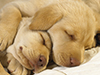 Sleeping Puppies -- Free Dog wallpapers -- Yahoo! Greetings wallpapers