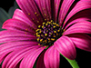 Fuschia Daisy -- Free Flower Photo wallpapers -- Yahoo! Greetings wallpapers