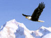 Soaring Eagle -- Free Nature Art wallpapers -- Yahoo! Greetings wallpapers