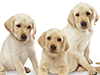 Cute Retriever Puppy -- Free Dog wallpapers -- Yahoo! Greetings wallpapers