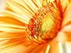 Orange Burst -- Free Flower Photo wallpapers -- Yahoo! Greetings wallpapers