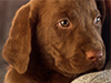 Chocolate Labrador Puppy -- Free Dog wallpapers -- Yahoo! Greetings wallpapers