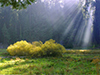 Fingers of Sunlight -- Free Nature Photo wallpapers -- Yahoo! Greetings wallpapers