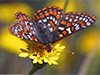Graceful Landing -- Free Nature Photo wallpapers -- Yahoo! Greetings wallpapers