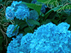 Vivid Blue -- Free Flower Photo wallpapers -- Yahoo! Greetings wallpapers