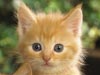 Kittens in a Bowl -- Free Cat wallpapers -- Yahoo! Greetings wallpapers