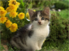 Yard Kitty -- Free Cat wallpapers -- Yahoo! Greetings wallpapers