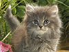 Garden Explorer -- Free Cat wallpapers -- Yahoo! Greetings wallpapers