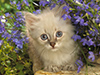 Kitten in Bloom -- Free Cat wallpapers -- Yahoo! Greetings wallpapers