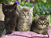 Three Little Kitties -- Free Cat wallpapers -- Yahoo! Greetings wallpapers