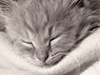 Taking a Cat Nap -- Free Cat wallpapers -- Yahoo! Greetings wallpapers