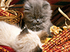 Lazy, Maize-y Kittens -- Free Autumn wallpapers -- Yahoo! Greetings wallpapers