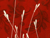 The Late Flowers 