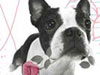Puppy Love -- Free Love wallpapers -- Yahoo! Greetings wallpapers