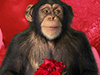 Monkey Love -- Free Love wallpapers -- Yahoo! Greetings wallpapers