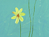 Pot o' Shamrock -- Free St. Patrick's Day wallpapers -- Yahoo! Greetings wallpapers
