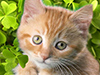 Kitten and Shamrocks -- Free St. Patrick's Day wallpapers -- Yahoo! Greetings wallpapers