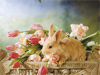 Bunny in a Basket -- Free Easter wallpapers -- Yahoo! Greetings wallpapers