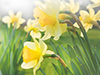Field of Flowers -- Free Spring wallpapers -- Yahoo! Greetings wallpapers