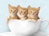 A Cupful of Kittens -- Free Cat wallpapers -- Yahoo! Greetings wallpapers