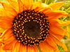 August Calendar -- Free August wallpapers -- Yahoo! Greetings wallpapers