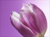 Tulips in Lavender -- Free Spring wallpapers -- Yahoo! Greetings wallpapers
