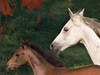 Horseplay -- Free Other Animals wallpapers -- Yahoo! Greetings wallpapers