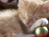 December Calendar -- Free December wallpapers -- Yahoo! Greetings wallpapers
