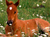 Colt in Field -- Free Other Animals wallpapers -- Yahoo! Greetings wallpapers