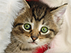 Cat in a Santa Hat -- Free Christmas wallpapers -- Yahoo! Greetings wallpapers
