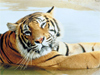 Big Pussycat -- Free Other Animals wallpapers -- Yahoo! Greetings wallpapers