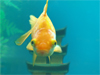 Underwater Hello -- Free Other Animals wallpapers -- Yahoo! Greetings wallpapers