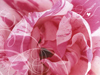 The Sweetest Rose -- Free Love wallpapers -- Yahoo! Greetings wallpapers