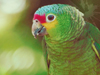 Pretty Parrot -- Free Other Animals wallpapers -- Yahoo! Greetings wallpapers