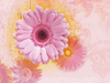 Daisy Pink -- Free Flower Photo wallpapers -- Yahoo! Greetings wallpapers