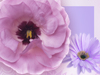 Lavender World -- Free Flower Photo wallpapers -- Yahoo! Greetings wallpapers