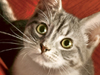 Couch Kitty -- Free Cat wallpapers -- Yahoo! Greetings wallpapers