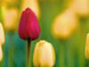 Blooming March Calendar -- Free March wallpapers -- Yahoo! Greetings wallpapers