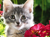 Kitty Garden -- Free Spring wallpapers -- Yahoo! Greetings wallpapers